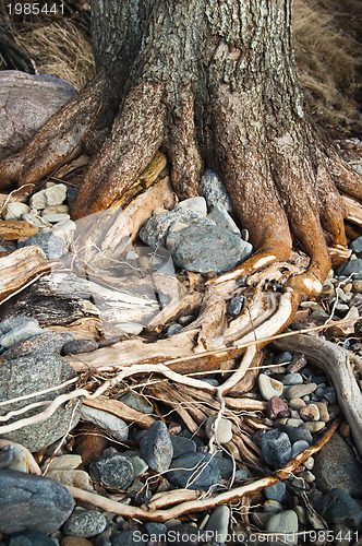 Image of the roots of the tree growing among the rocks by the sea 