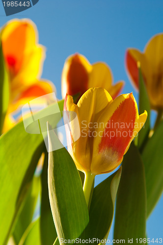 Image of Red-yellow tulips on a background of the blue sky