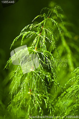 Image of the morning sun illuminated plant in forest