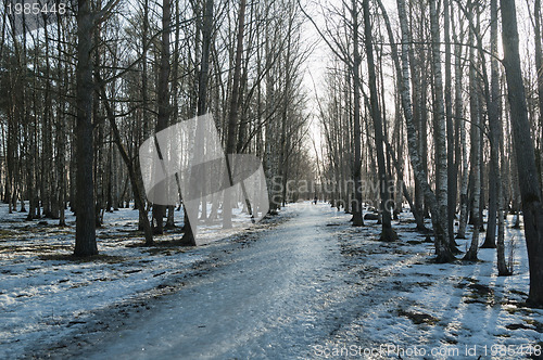 Image of Spring landscape in a birchwood