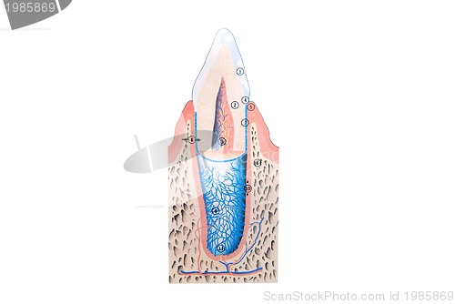 Image of teeth illustration