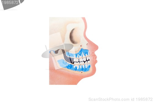 Image of teeth illustration