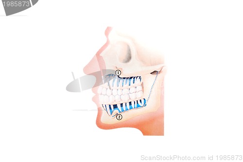 Image of teeth illustration