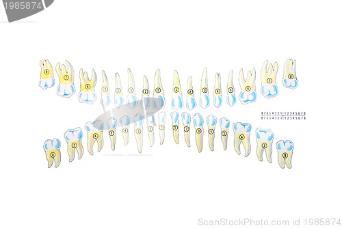 Image of teeth illustration