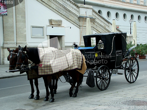 Image of Horses in Vienna