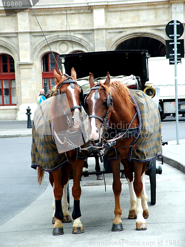Image of Horses in Vienna