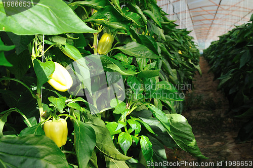 Image of paprika in greenhouse