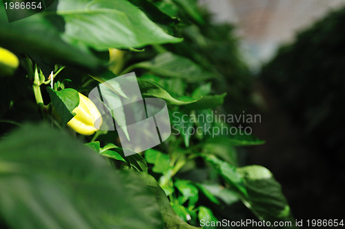 Image of paprika in greenhouse