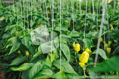 Image of paprika in greenhouse