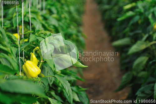 Image of paprika in greenhouse