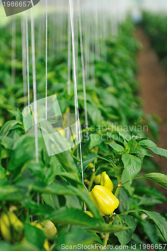 Image of paprika in greenhouse