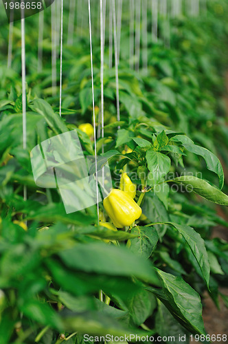 Image of paprika in greenhouse