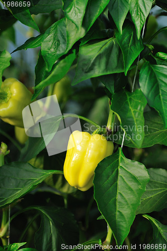 Image of paprika in greenhouse