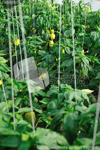 Image of paprika in greenhouse