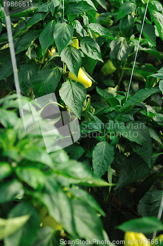 Image of paprika in greenhouse