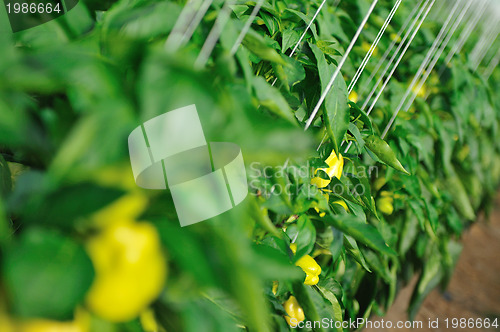 Image of paprika in greenhouse