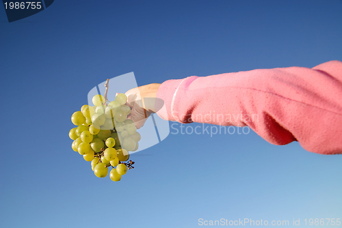 Image of female hand holding grape cluster