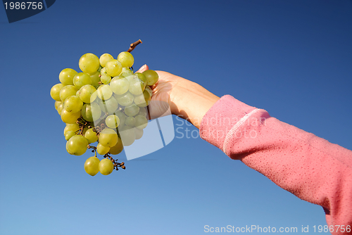 Image of female hand holding grape cluster