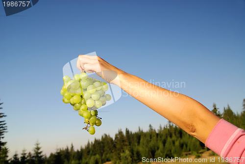 Image of female hand holding grape cluster