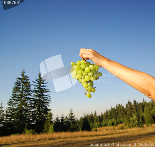 Image of female hand holding grape cluster