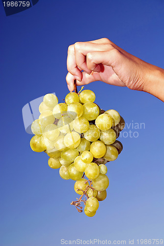 Image of female hand holding grape cluster