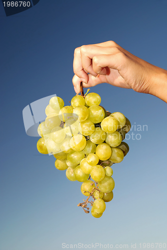 Image of female hand holding grape cluster