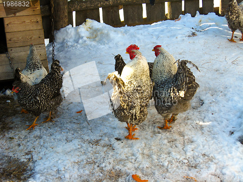 Image of A pair of cocks in the yard