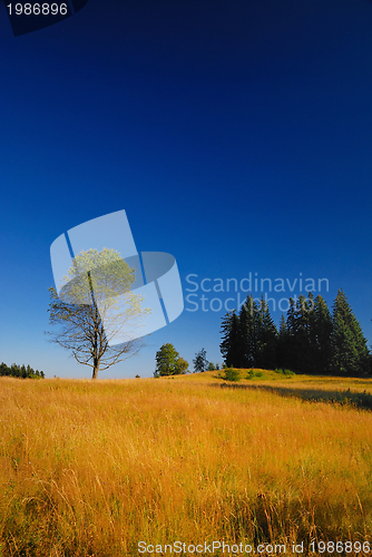 Image of tree on meadow at sunny day