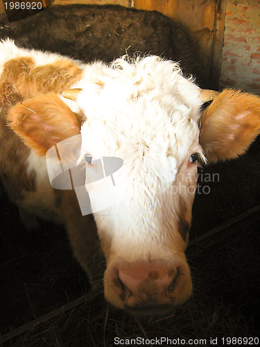 Image of young cow living on a farm