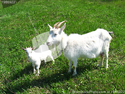 Image of Goat and kid on a pasture