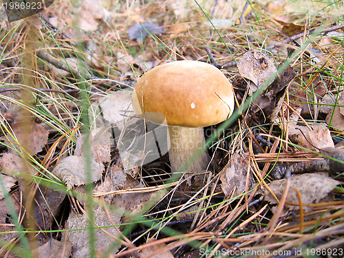 Image of mushrooms in the moss