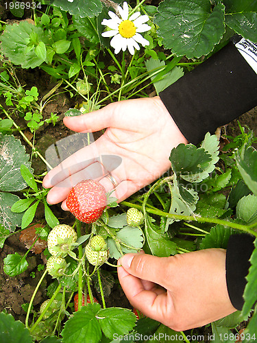 Image of Palms with strawberry