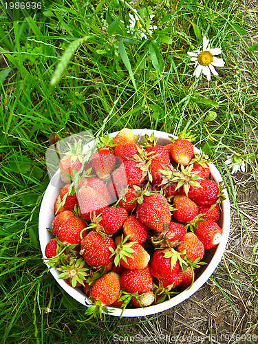 Image of Bucket with a strawberry