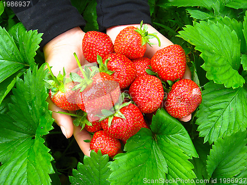 Image of Palms full strawberries