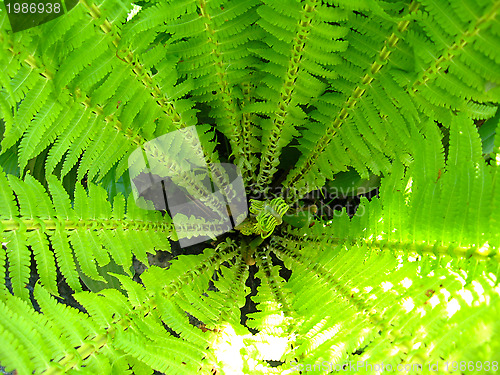 Image of Fine pattern from leaves of fern