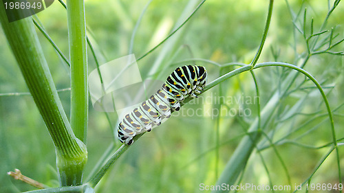 Image of Caterpillar of the butterfly  machaon on the stone