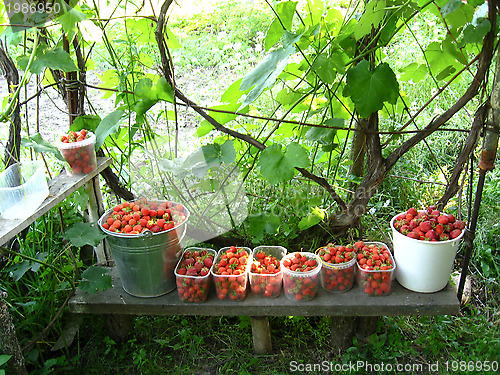 Image of Good harvest of a strawberry