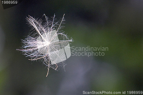 Image of Pusteblume,Dandelion,