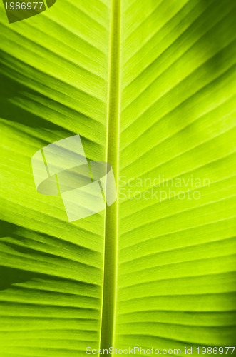 Image of Banana Leaf