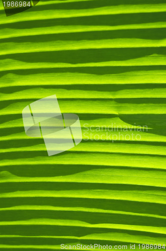 Image of Banana Leaf