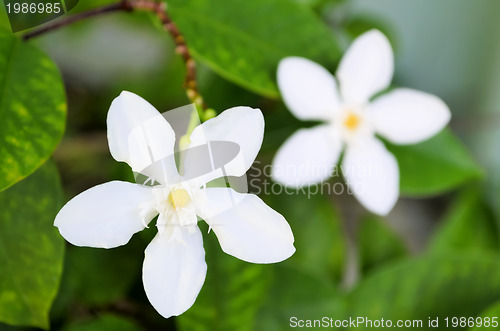 Image of White Flowers