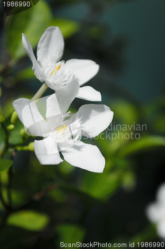 Image of White Flowers
