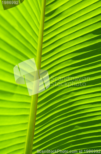 Image of Banana Leaf