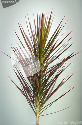 Image of Decorative Plant