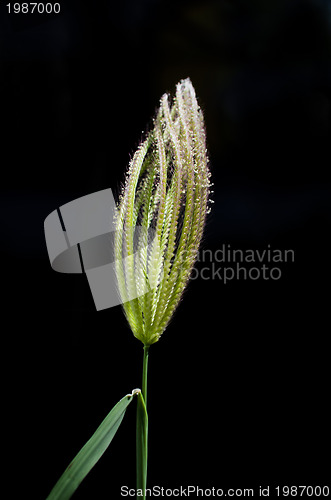 Image of Grass on Black