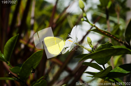 Image of Butterfly