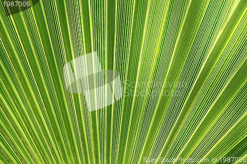 Image of Tropical plant leaf texture