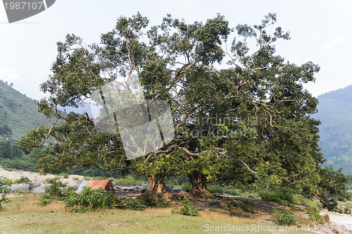 Image of huge tree with small tent