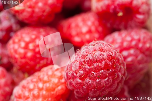 Image of sweet raspberry fruit