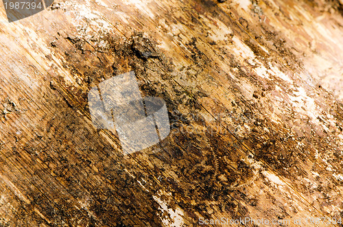 Image of Background of log without bark closeup textures 